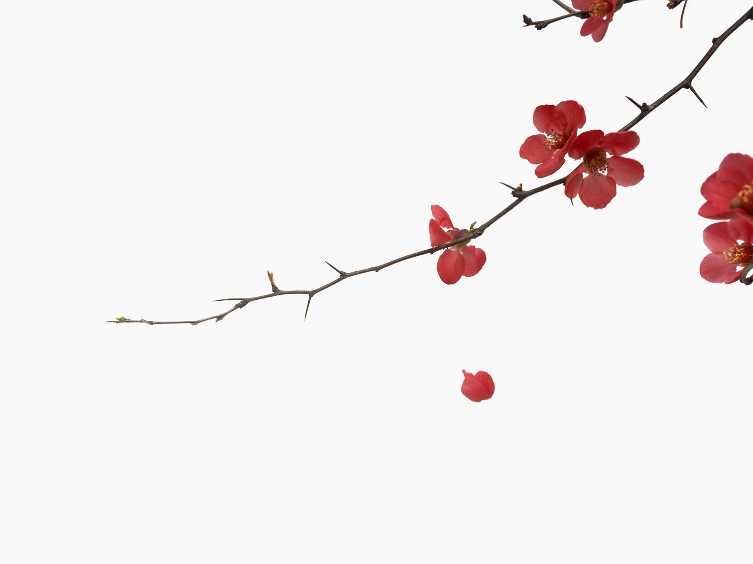 branch